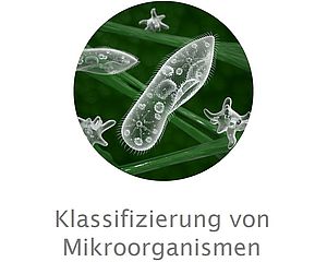 Klassifizierung von Mikroorganismen