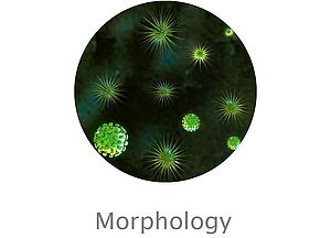 Morphology