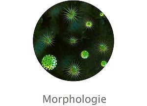 Morphologie